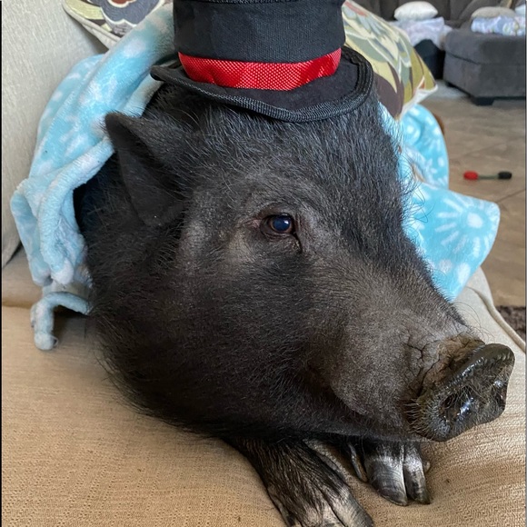 Meet your Posher, Karlie - Picture 2 of 8